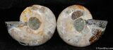 Small Desmoceras Ammonite Pair #395-1